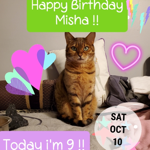 🐆🐆Meet Misha🐆🐆 - Picture 4 of 10